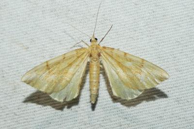 <i>Gandaritis pyraliata</i>