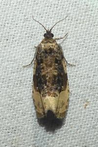 <i>Hedya ochroleucana</i>