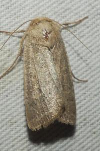<i>Hoplodrina ambigua</i>