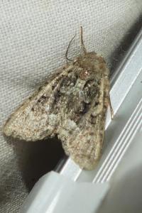 <i>Oligia latruncula/strigilis/versicolor</i>