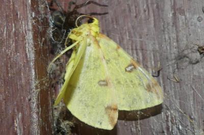 <i>Opisthograptis luteolata</i>