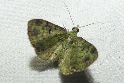 <i>Pasiphila rectangulata</i>