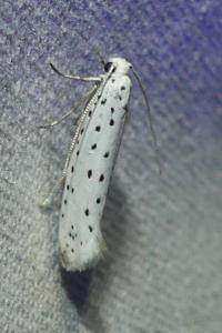 <i>Yponomeuta</i>
