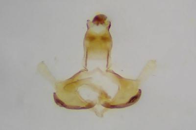 <i>Coleophora albidella</i>