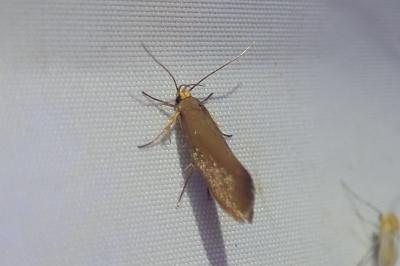 <i>Crassa unitella</i>