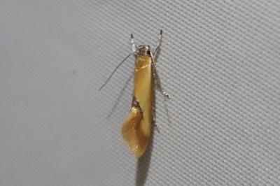 <i>Batia lunaris</i>