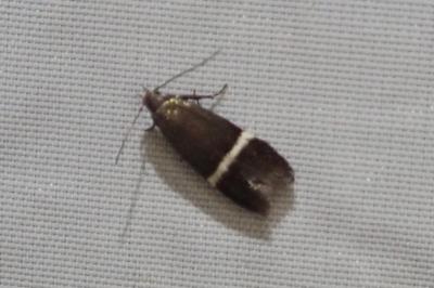 <i>Aproaerema wormiella</i>