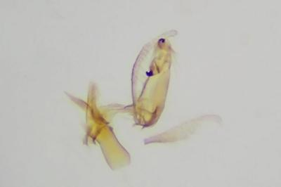<i>Aproaerema wormiella</i>