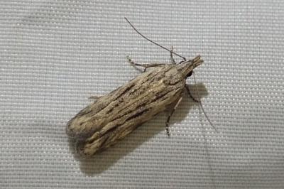 <i>Anarsia innoxiella</i>