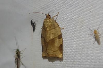 <i>Choristoneura hebenstreitella</i>