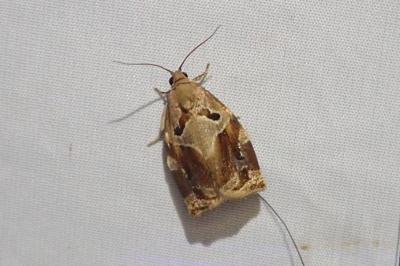 <i>Archips xylosteana</i>