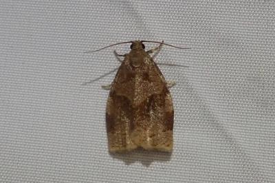 <i>Archips rosana</i>