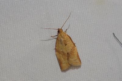 <i>Clepsis consimilana</i>