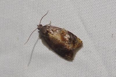 <i>Ditula angustiorana</i>