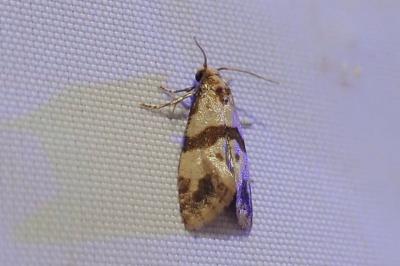 <i>Phalonidia contractana</i>