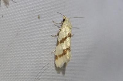 <i>Aethes beatricella</i>