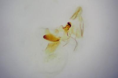 <i>Aethes beatricella</i>