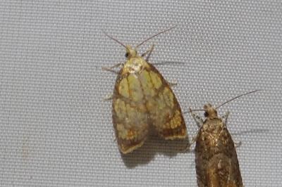 <i>Acleris bergmanniana</i>