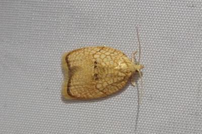 <i>Acleris forsskaleana</i>