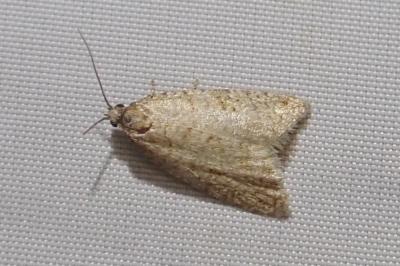 <i>Isotrias stramentana</i>