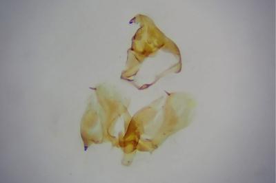 <i>Isotrias stramentana</i>
