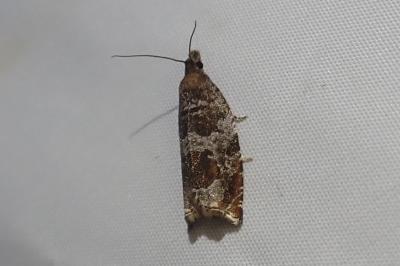 <i>Ancylis achatana</i>