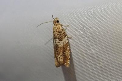 <i>Epinotia abbreviana</i>