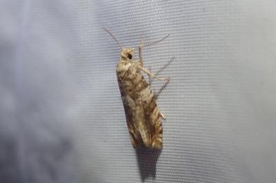 <i>Epinotia abbreviana</i>
