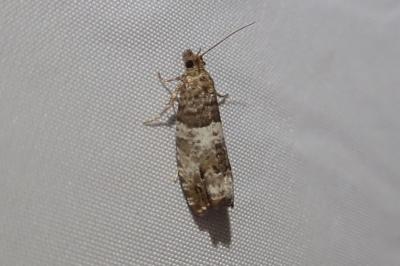 <i>Notocelia trimaculana</i>