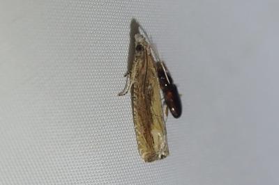 <i>Eucosma obumbratana</i>