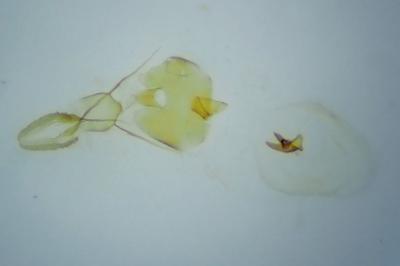 <i>Eucosma obumbratana</i>