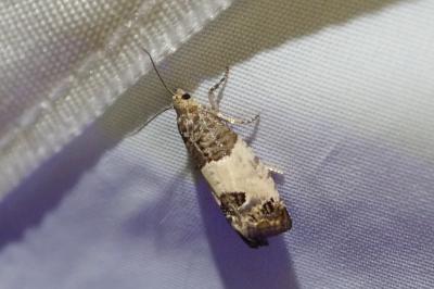 <i>Spilonota ocellana</i>