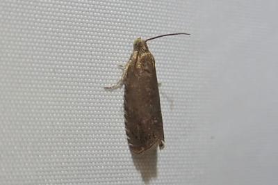 <i>Grapholita tenebrosana</i>