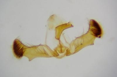 <i>Grapholita tenebrosana</i>
