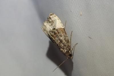 <i>Hedya pruniana</i>