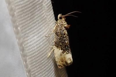 <i>Hedya nubiferana</i>
