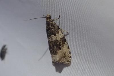 <i>Orthotaenia undulana</i>