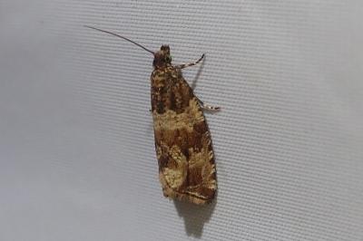 <i>Celypha cespitana</i>