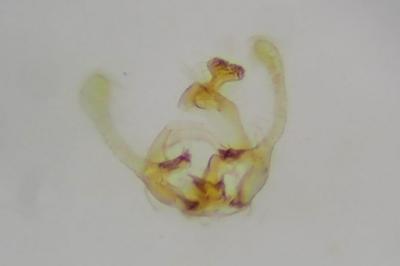 <i>Endothenia oblongana</i>