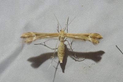 <i>Marasmarcha lunaedactyla</i>