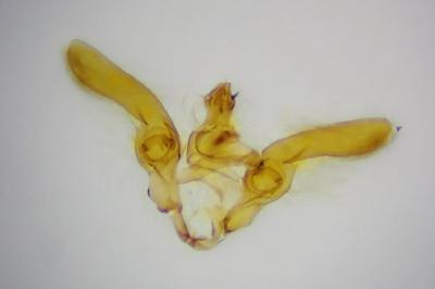 <i>Marasmarcha lunaedactyla</i>