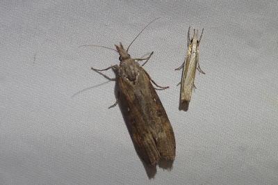 <i>Lamoria anella</i>