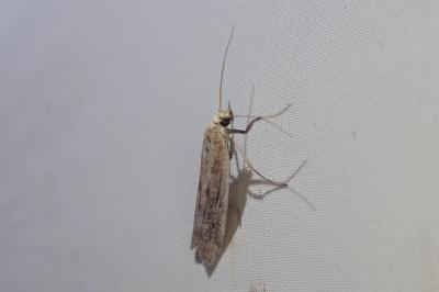 <i>Homoeosoma nebulellum</i>
