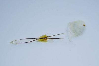 <i>Homoeosoma nebulellum</i>