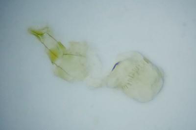 <i>Ephestia woodiella</i>