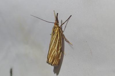 <i>Chrysocramboides craterellus</i>