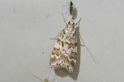 <i>Scoparia pyralella</i>