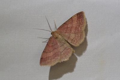 <i>Scopula rubiginata</i>