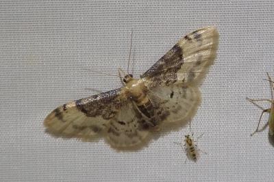 <i>Idaea filicata</i>