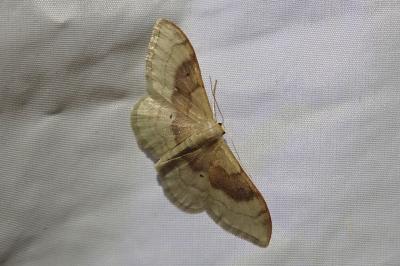 <i>Idaea degeneraria</i>